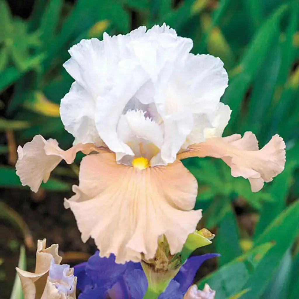Rady エレガンスフラワー 100×135cm Champagne Elegance Reblooming Tall Bearded Iris – Breck's