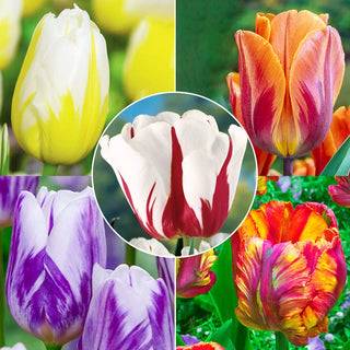 Flaming Beauties Collection