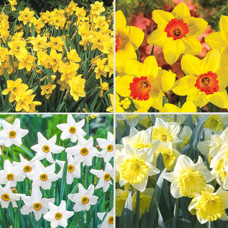 Best Daffodils for Naturalizing Collection