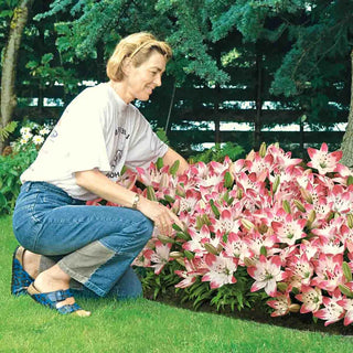 Sugar Baby Carpet Border Lily