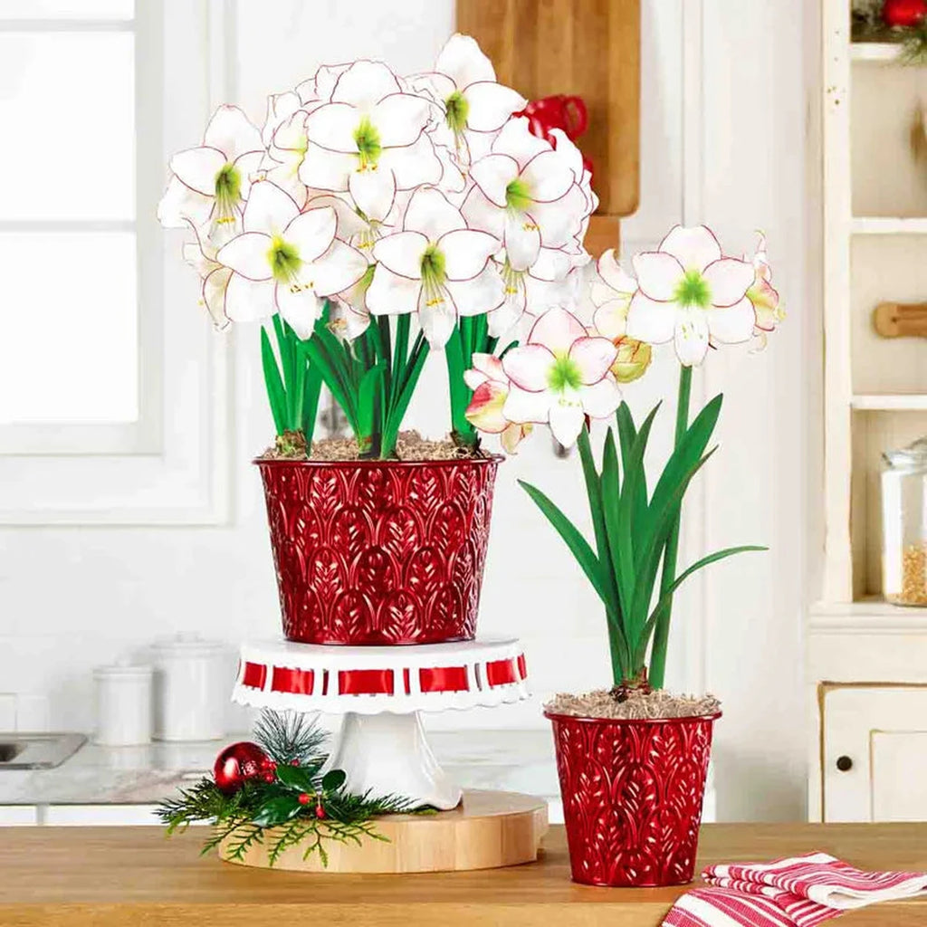 amaryllis コンピ Picotee Amaryllis in Metallic Red Pot | Breck's Canada