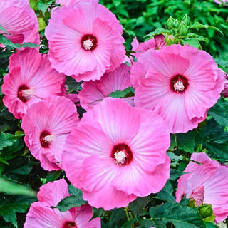 Airbrush Effect Hibiscus