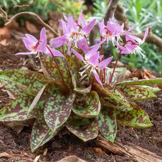 Purple King Dog’s Tooth