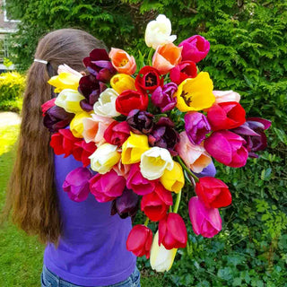 Spring Fling Tulip Mixture