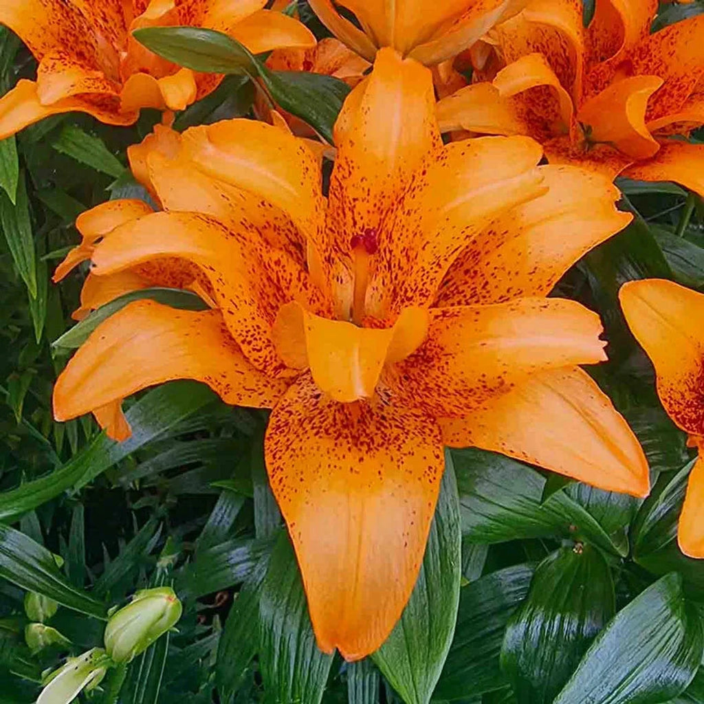 lily Flying Fire' Asiatic Lily - Lilyfield Farm