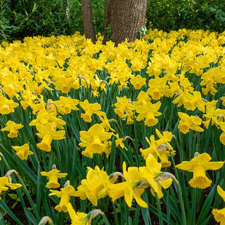 Giant Yellow Jonquils for Naturalizing