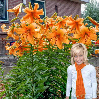 Orange Space Lily Tree®