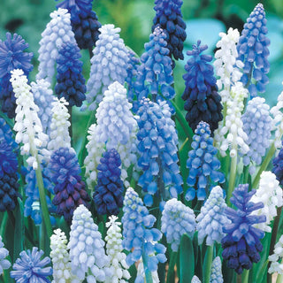 Grape Hyacinth Mixture