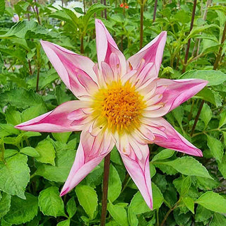 Fancy Pants Dahlia