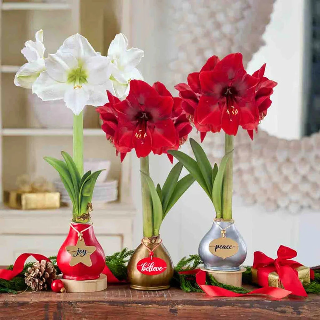 Waxed Amaryllis Bulbs | Holiday Gifts | Breck's Canada