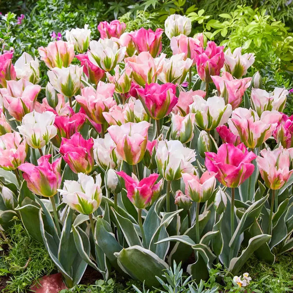 tulip様　ミンクファー　✳️350個 Blushing Flames Tulip Mixture – Breck's