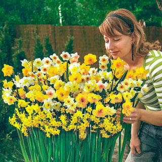 Spectrum Sweet Aroma Daffodil Mixture
