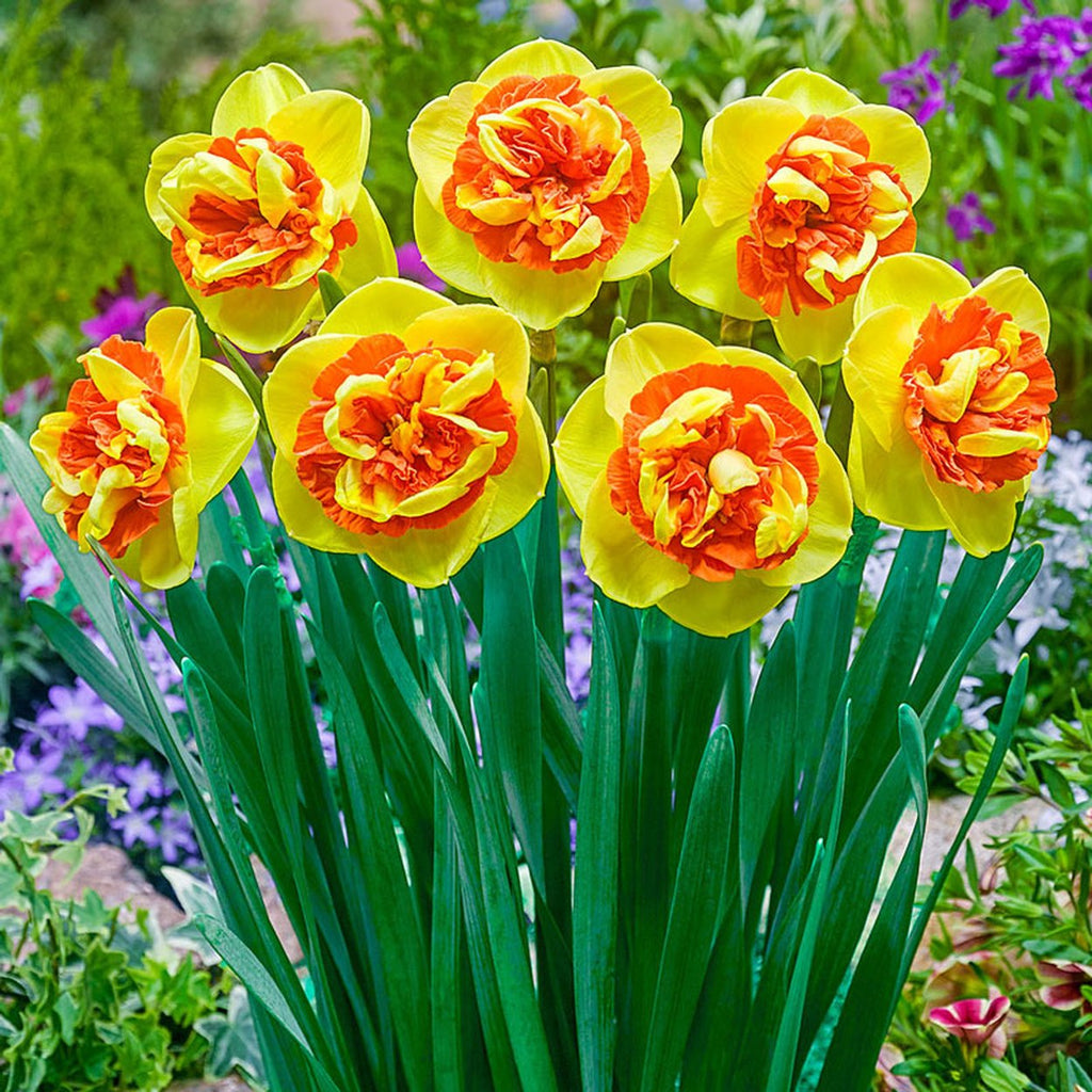 Buy Kiwi Sunset Daffodil Spring Bulbs Breck's Canada