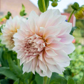 Cafe Au Lait Dahlia