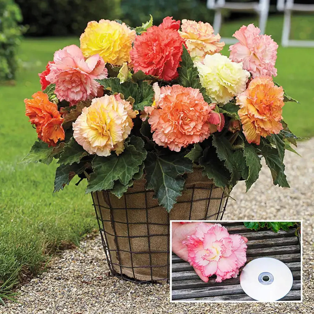 Samba Begonia Mixture | Shop Online | Breck's Bulbs Canada