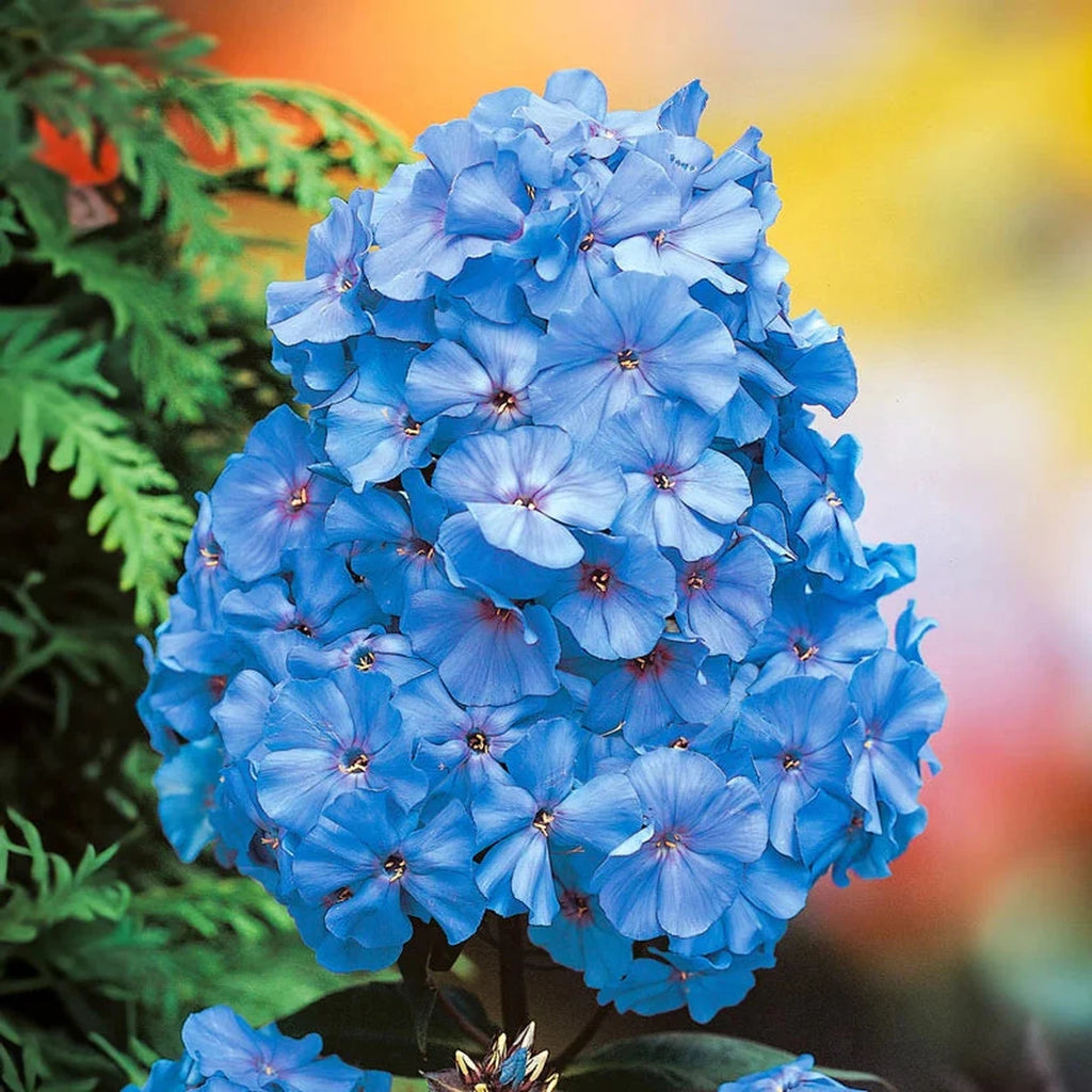 Blue Boy Phlox | BrecksBulbs.ca