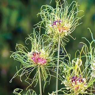 Hair Allium