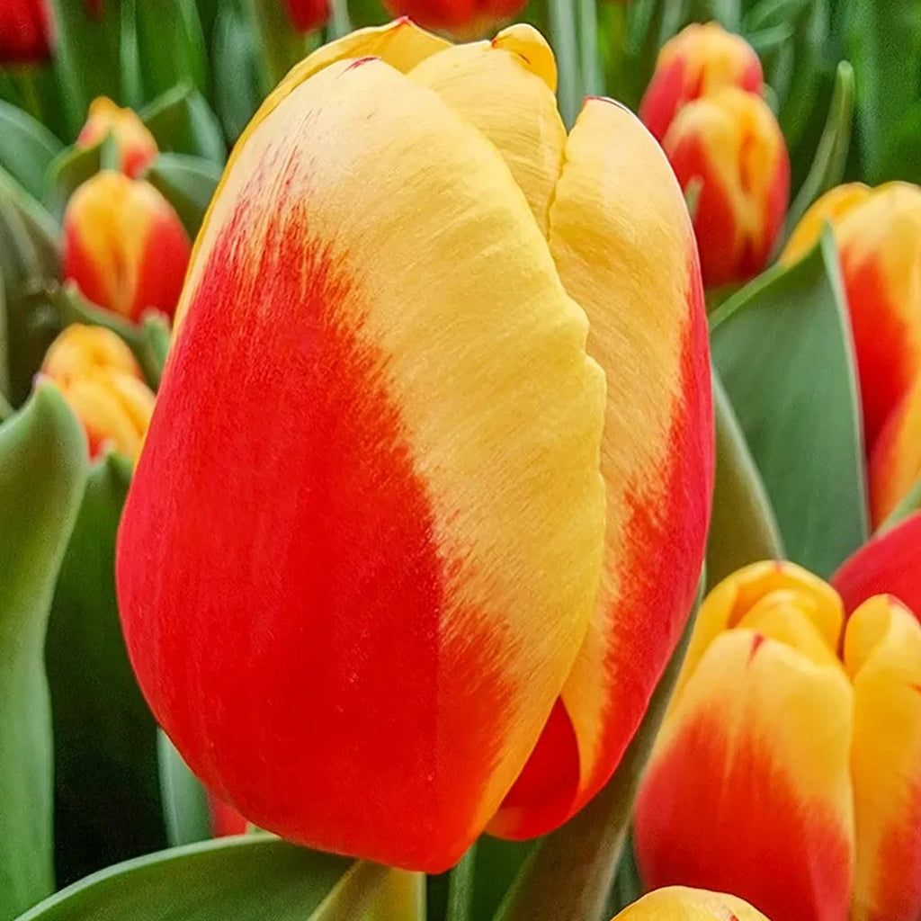 Soprano Tulip – Breck's