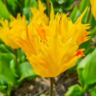Golden Leo Tulip
