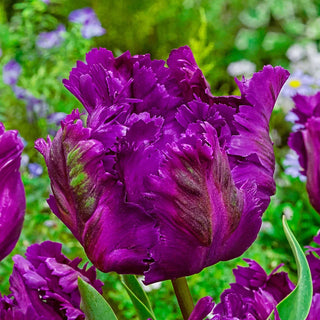 Negrita Parrot Tulip