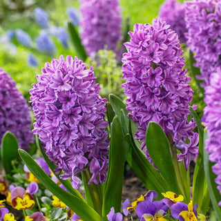 Purple Voice Hyacinth