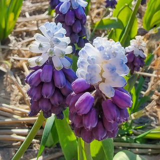 Grape Ice Grape Hyacinth