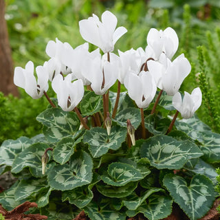 White Hardy Cyclamen