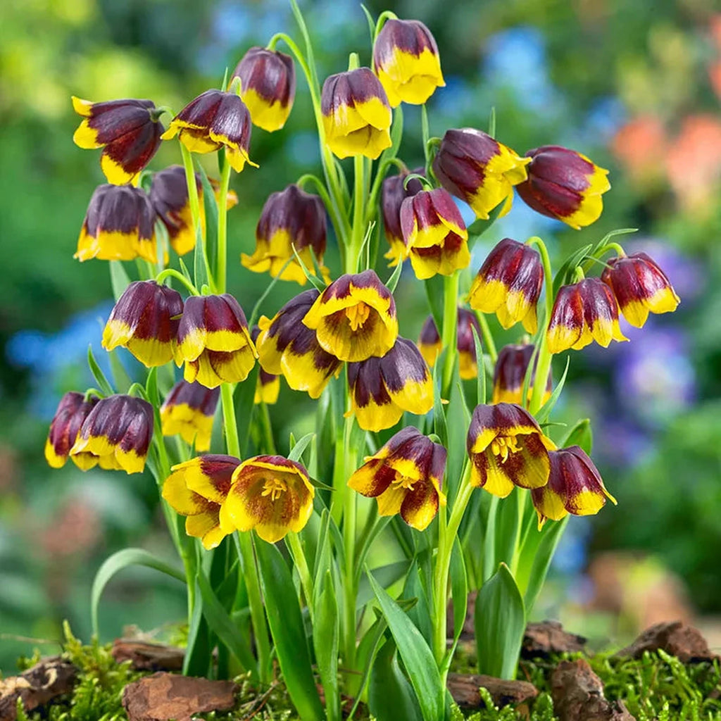 68180.webp?v=1776056328&width=1024