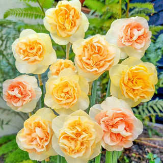 Sunlit Symphony Daffodil