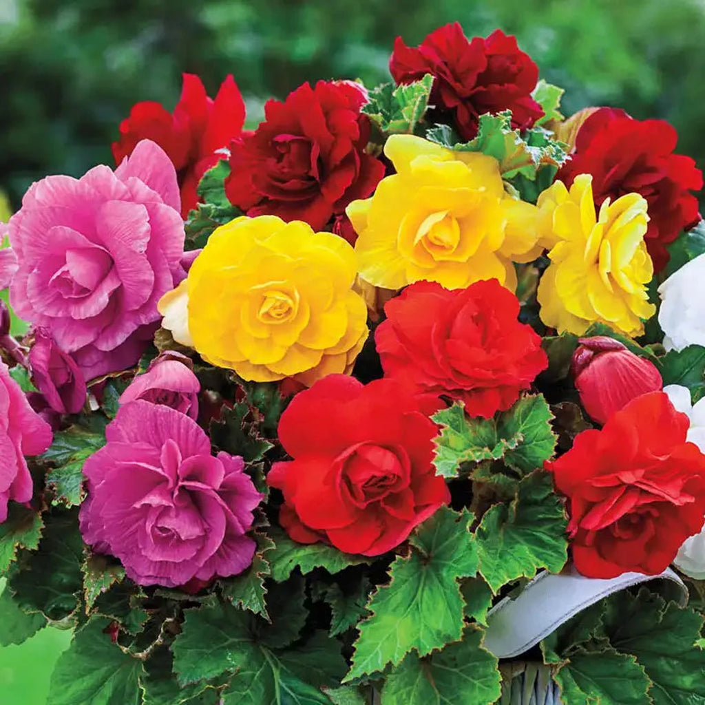 Double Begonia Mixture Super Sak | BrecksBulbs.ca