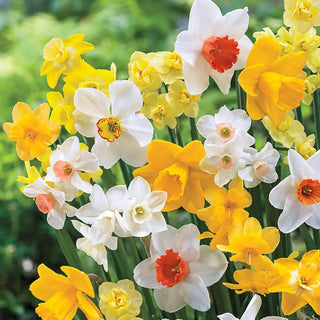 Late Spring Flowering Daffodil Mixture