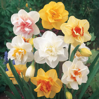 Double Daffodil Mixture
