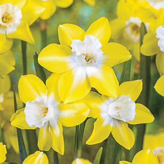 Jonquilla Daffodils