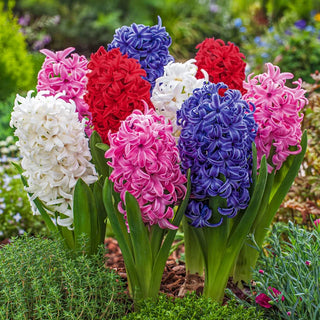 Giant Hyacinth Collection