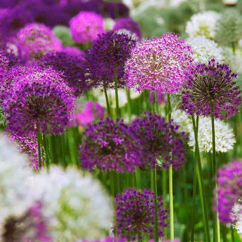 allium ☆ 2 Months of Allium Mixture | BrecksBulbs.ca