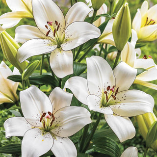 Lilies
