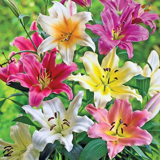 Lily Tree® Mixture