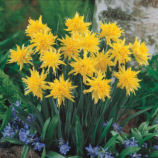 Rip van Winkle Daffodil