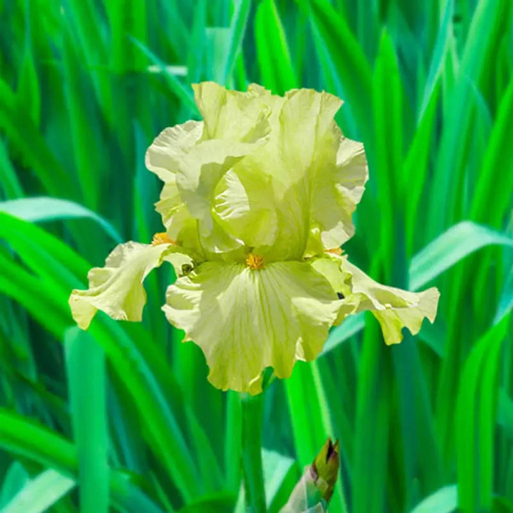 Buy Pride of Ireland Tall Bearded Iris | Breck's Canada