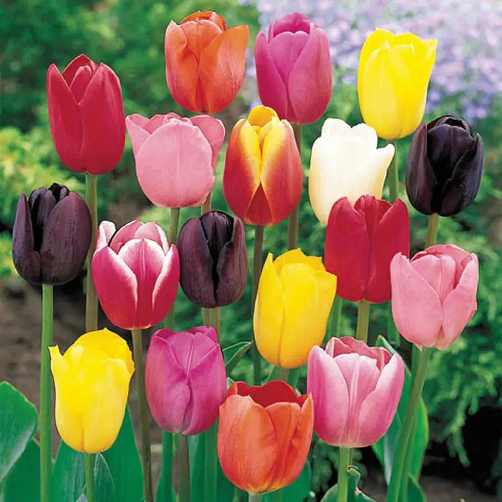 76271.webp?v=1776058773&width=1024