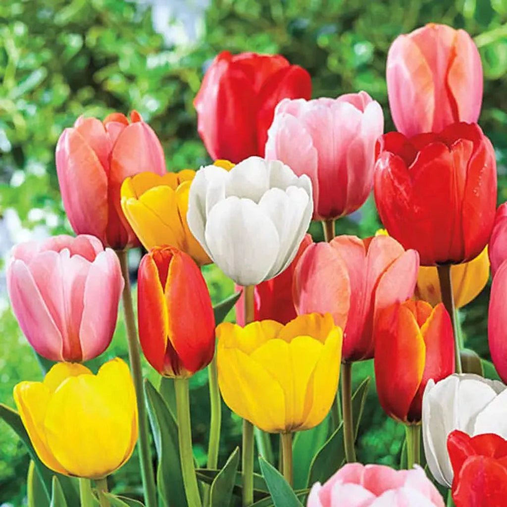 Buy Perennial Tulip Mixture Super Sak | Breck's Canada