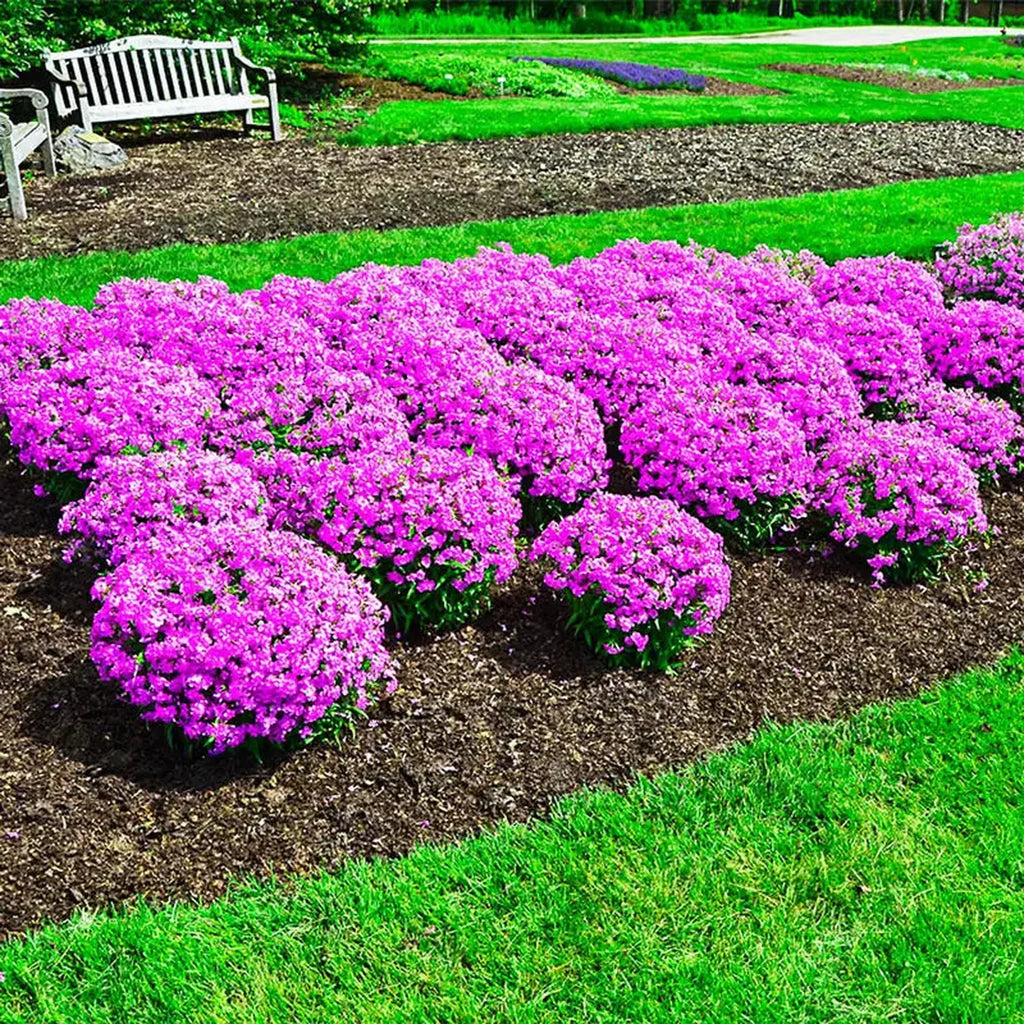 Forever Pink Phlox | BrecksBulbs.ca