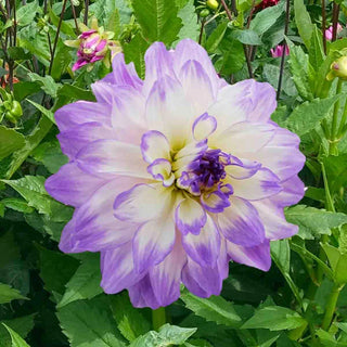 Mikayla Miranda Dahlia