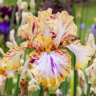 Toucan Tango Bearded Iris