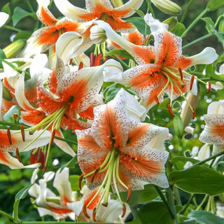 Lady Alice Turks Cap Lily