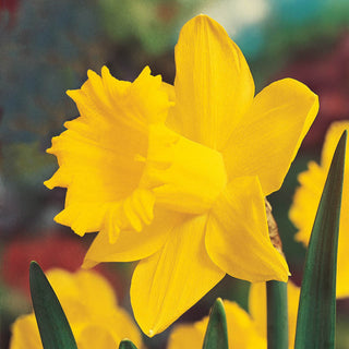 Large Cupped Daffodils