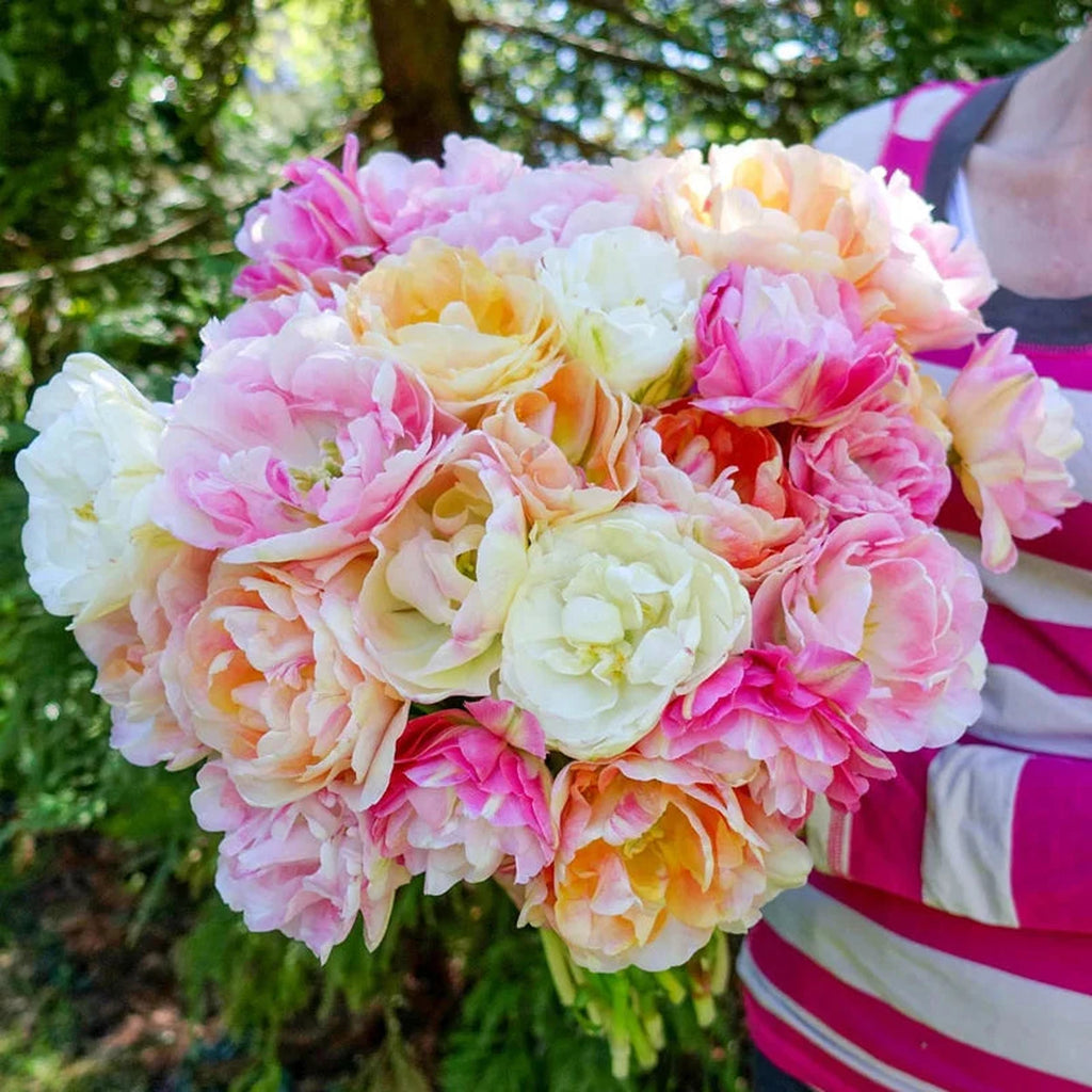 Apricot Cobbler Tulip Mixture – Breck's