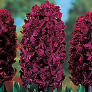 Woodstock Fragrant Giant Hyacinth