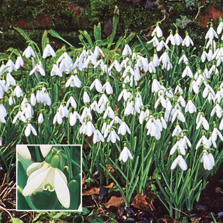 Early Snowdrops