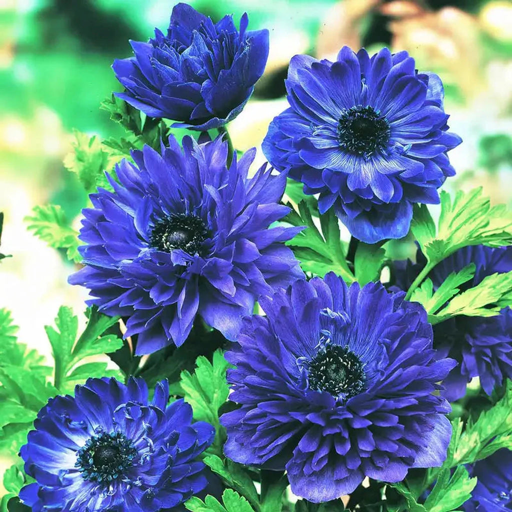 Blue Daisy Poppy Anemone – Breck's